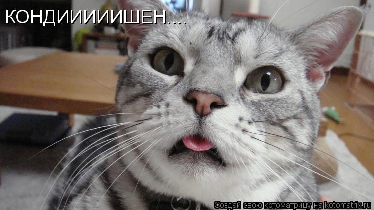 КОНДИИИИИШЕН....... Котоматрица: КОНДИИИИИШЕН....