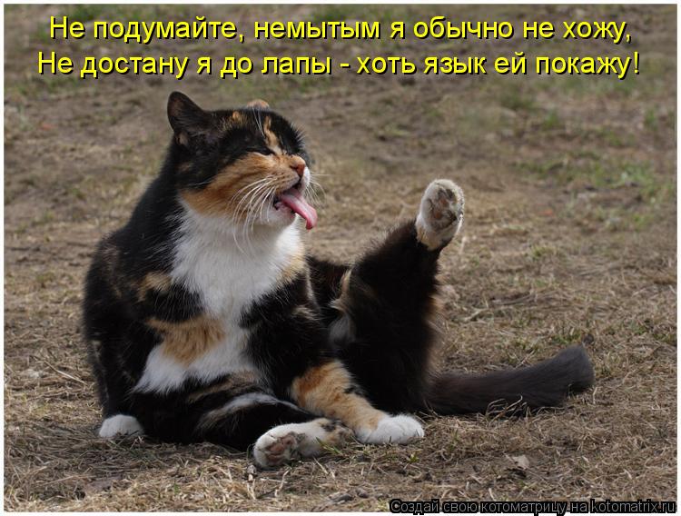 Не достану я до лапы - хоть язык ей покажу! Не подумайте, немытым я обычно не хожу,... Котоматрица: Не достану я до лапы - хоть язык ей покажу! Не подумайте, немытым я обычно не хожу,