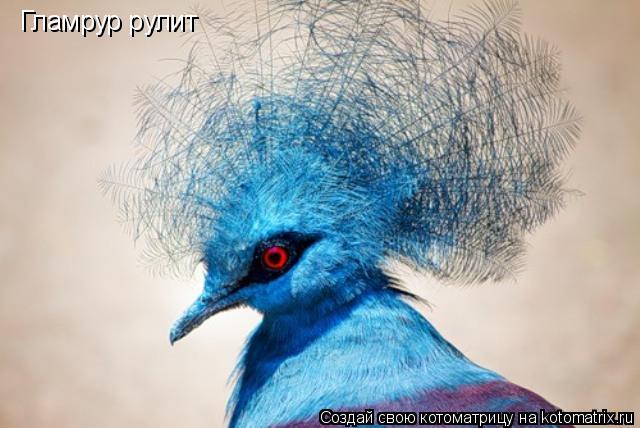 Гламрур рулит... Котоматрица: Гламрур рулит