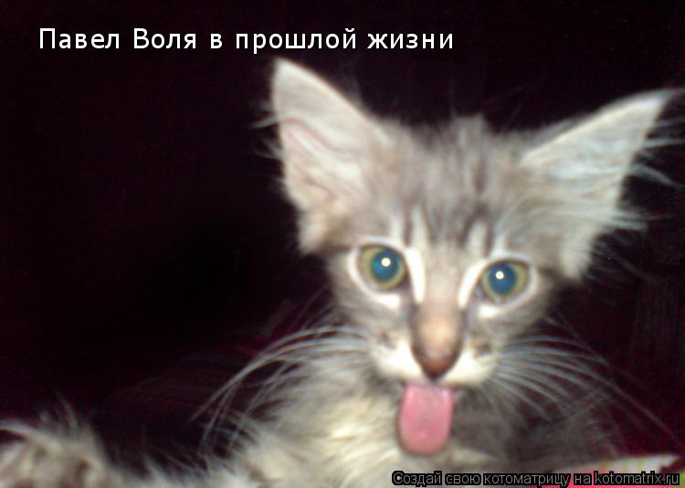 Павел Воля в прошлой жизни... Котоматрица: Павел Воля в прошлой жизни