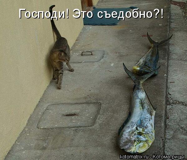 Господи! Это съедобно?!... Котоматрица: Господи! Это съедобно?!