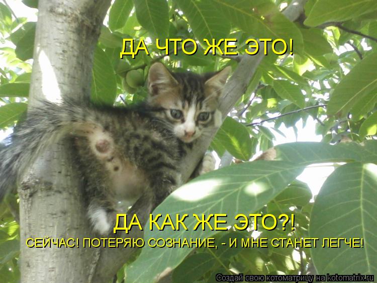 ДА ЧТО ЖЕ ЭТО! ДА КАК ЖЕ ЭТО?! СЕЙЧАС! ПОТЕРЯЮ СОЗНАНИЕ, - И МНЕ СТАНЕТ ЛЕГЧЕ!... Котоматрица: ДА ЧТО ЖЕ ЭТО! ДА КАК ЖЕ ЭТО?! СЕЙЧАС! ПОТЕРЯЮ СОЗНАНИЕ, - И МНЕ СТАНЕТ ЛЕГЧЕ!