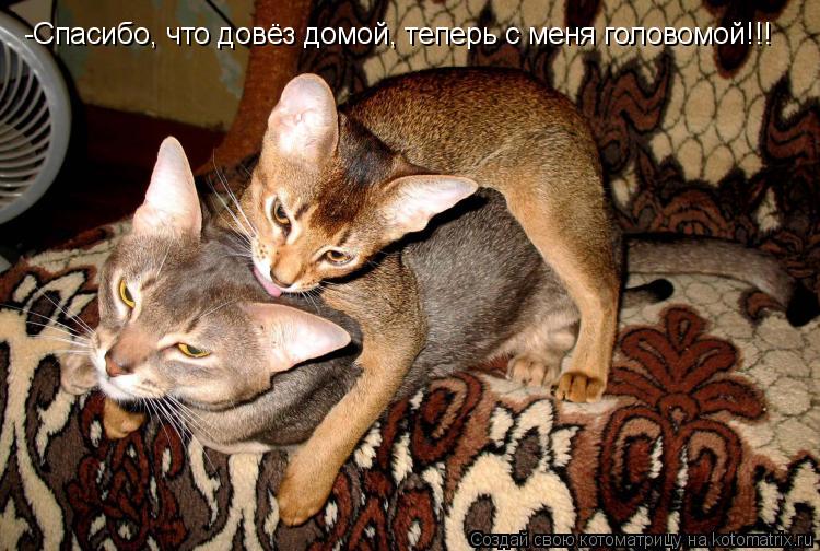 -Спасибо, что довёз домой, теперь с меня головомой!!!... Котоматрица: -Спасибо, что довёз домой, теперь с меня головомой!!!
