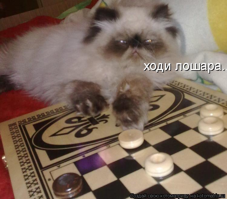 ходи лошара....... Котоматрица: ходи лошара....