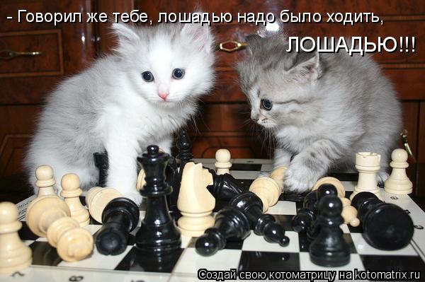 - Говорил же тебе, лошадью надо было ходить, ЛОШАДЬЮ!!!... Котоматрица: - Говорил же тебе, лошадью надо было ходить, ЛОШАДЬЮ!!!