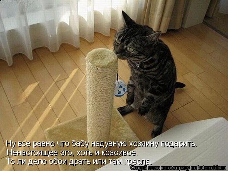 Ну все равно что бабу надувную хозяину подарить. Ненастоящее это, хоть и красивое. То ли дело обои др... Котоматрица: Ну все равно что бабу надувную хозяину подарить. Ненастоящее это, хоть и красивое. То ли дело обои драть или там кресла.