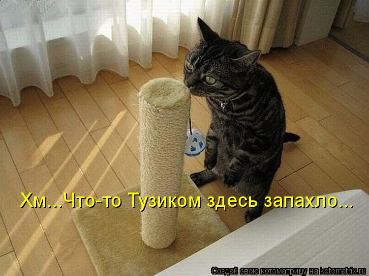Хм...Что-то Тузиком здесь запахло...... Котоматрица: Хм...Что-то Тузиком здесь запахло...