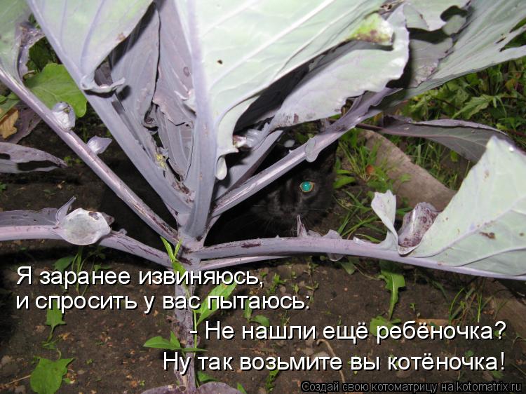 Я заранее извиняюсь, и спросить у вас пытаюсь: - Не нашли ещё ребёночка? Ну так возьмите вы котёночка... Котоматрица: Я заранее извиняюсь, и спросить у вас пытаюсь: - Не нашли ещё ребёночка? Ну так возьмите вы котёночка!