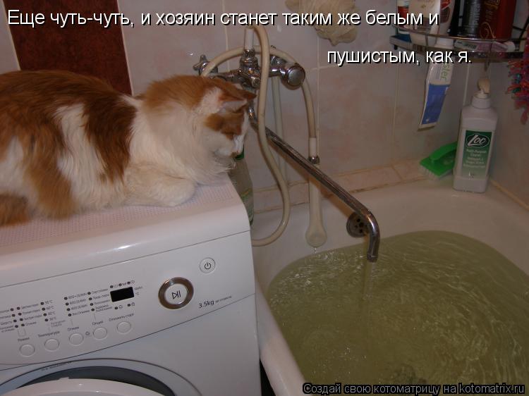 Еще чуть-чуть, и хозяин станет таким же белым и пушистым, как я.... Котоматрица: Еще чуть-чуть, и хозяин станет таким же белым и пушистым, как я.