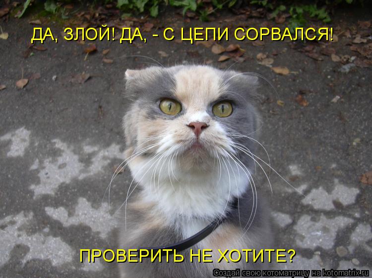 ДА, ЗЛОЙ! ДА, - С ЦЕПИ СОРВАЛСЯ! ПРОВЕРИТЬ НЕ ХОТИТЕ?... Котоматрица: ДА, ЗЛОЙ! ДА, - С ЦЕПИ СОРВАЛСЯ! ПРОВЕРИТЬ НЕ ХОТИТЕ?