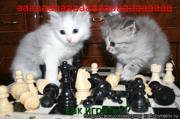 ааааааааааааааааааааааааа как играть??... Котоматрица: ааааааааааааааааааааааааа как играть??