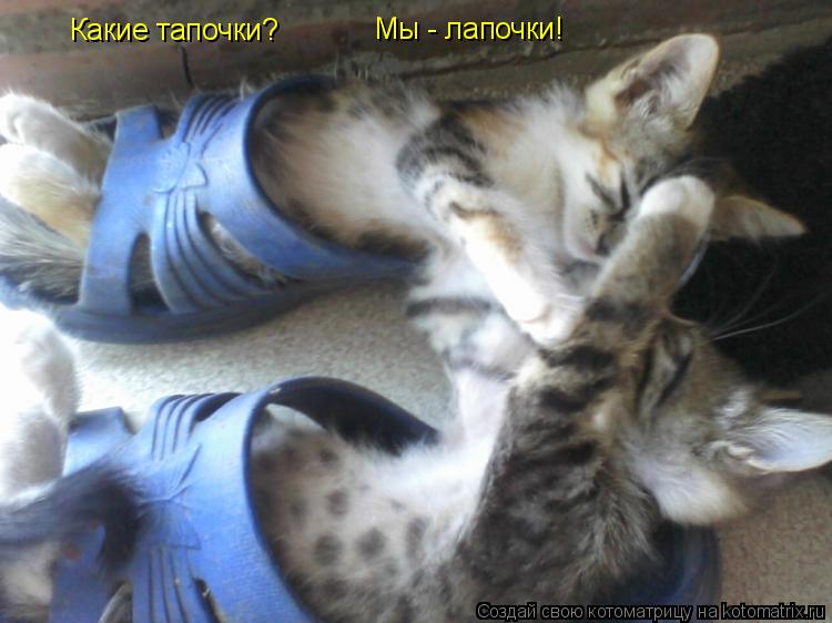 Какие тапочки? Мы - лапочки!... Котоматрица: Какие тапочки? Мы - лапочки!