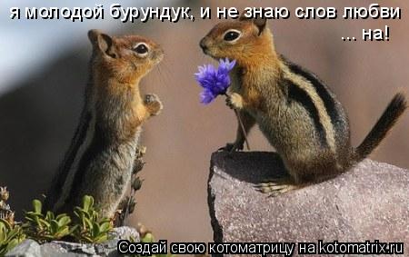 Котоматрица: я молодой бурундук, и не знаю слов любви ... на!