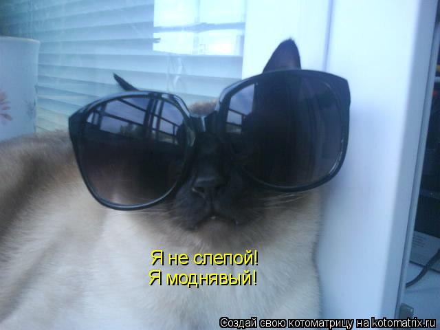 Я не слепой! Я моднявый!... Котоматрица: Я не слепой! Я моднявый!