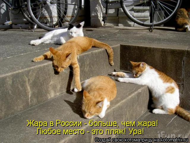Жара в России - больше, чем жара! Любое место - это пляж! Ура!... Котоматрица: Жара в России - больше, чем жара! Любое место - это пляж! Ура!