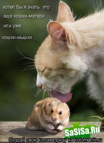 хотел бы я знать: это еще кошки-матери или уже кошки-мышки...... Котоматрица: хотел бы я знать: это еще кошки-матери или уже кошки-мышки...
