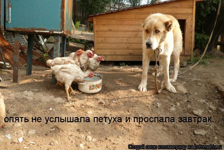 опять не услышала петуха и проспала завтрак...... Котоматрица: опять не услышала петуха и проспала завтрак...