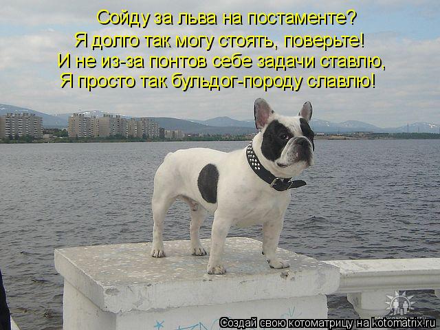 Сойду за льва на постаменте? Я долго так могу стоять, поверьте! И не из-за понтов себе задачи ставлю,... Котоматрица: Сойду за льва на постаменте? Я долго так могу стоять, поверьте! И не из-за понтов себе задачи ставлю, Я просто так бульдог-породу славлю!