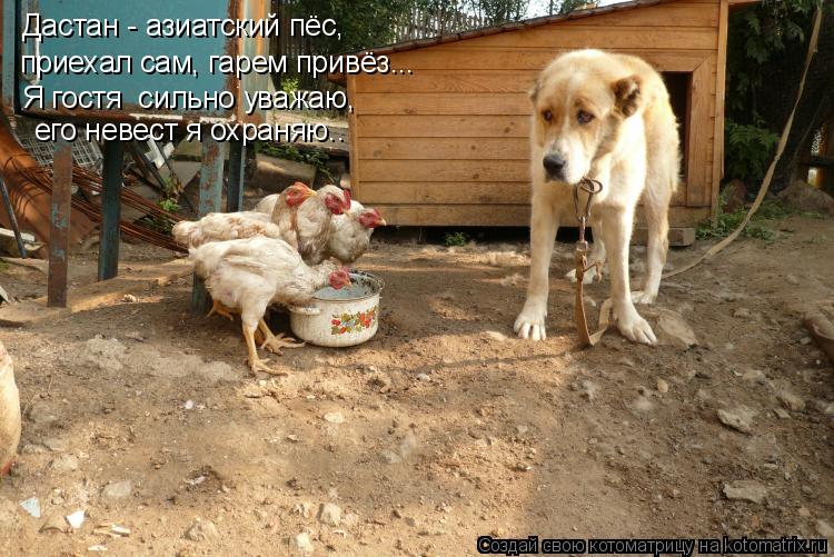 Дастан - азиатский пёс, приехал сам, гарем привёз... Я гостя сильно уважаю, его невест я охраняю..... Котоматрица: Дастан - азиатский пёс, приехал сам, гарем привёз... Я гостя сильно уважаю, его невест я охраняю..