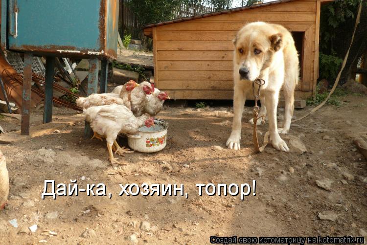 Котоматрица: Дай-ка, хозяин, топор!