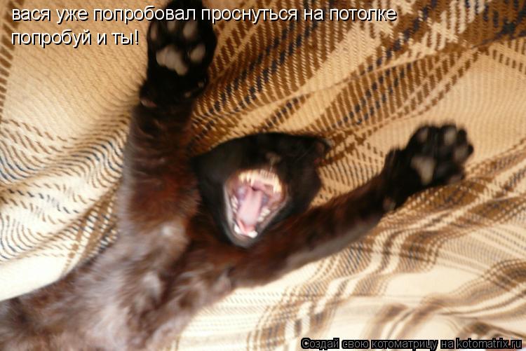 вася уже попробовал проснуться на потолке попробуй и ты!... Котоматрица: вася уже попробовал проснуться на потолке попробуй и ты!