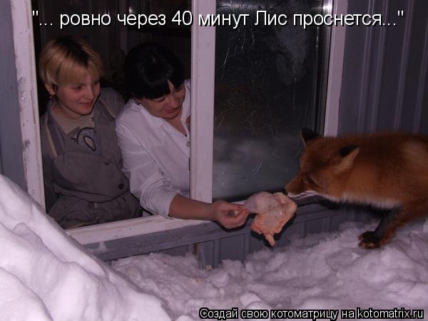"... ровно через 40 минут Лис проснется..."... Котоматрица: "... ровно через 40 минут Лис проснется..."