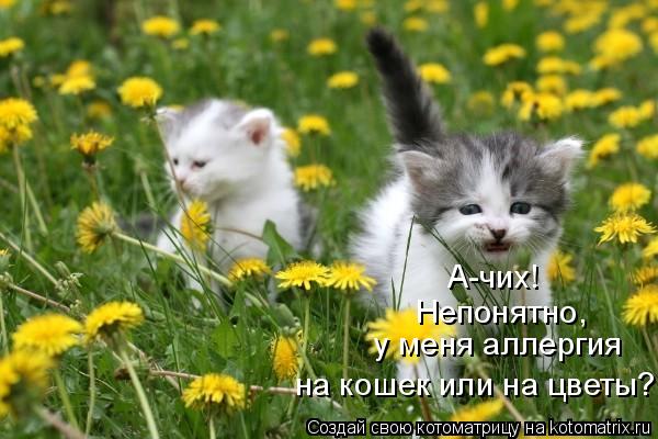 А-чих! Непонятно, у меня аллергия на кошек или на цветы?... Котоматрица: А-чих! Непонятно, у меня аллергия на кошек или на цветы?