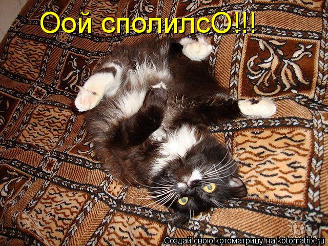 Оой сполилсО!!!... Котоматрица: Оой сполилсО!!!