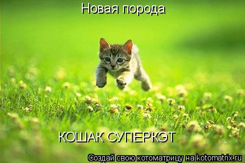 Новая порода КОШАК СУПЕРКЭТ... Котоматрица: Новая порода КОШАК СУПЕРКЭТ