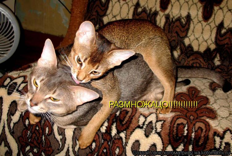 РАЗМНОЖАЦО!!!!!!!!!!!!... Котоматрица: РАЗМНОЖАЦО!!!!!!!!!!!!