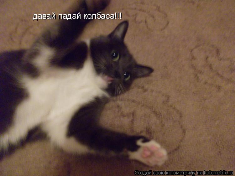 давай падай колбаса!!!... Котоматрица: давай падай колбаса!!!