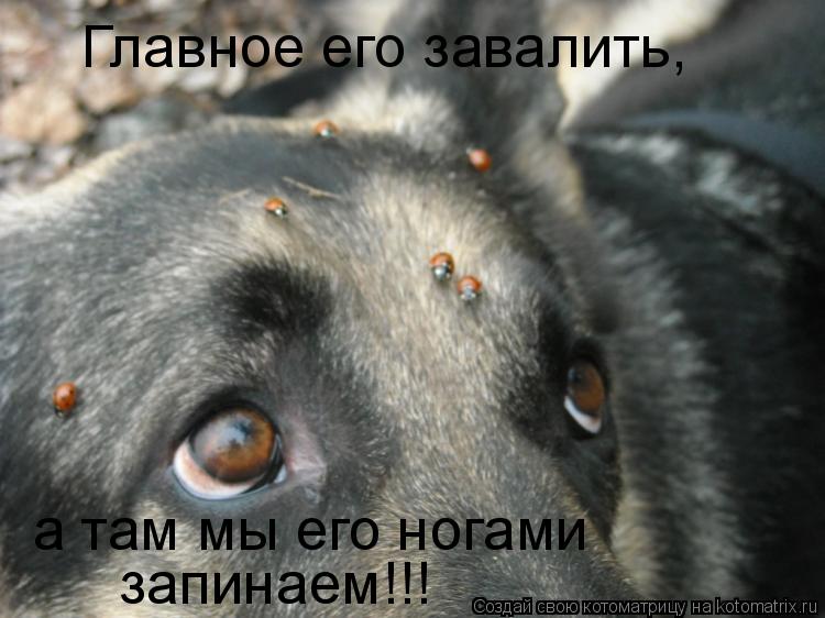 Главное его завалить, а там мы его ногами запинаем!!!... Котоматрица: Главное его завалить, а там мы его ногами запинаем!!!