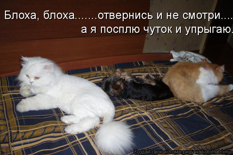 Блоха, блоха.......отвернись и не смотри.... а я посплю чуток и упрыгаю.... Котоматрица: Блоха, блоха.......отвернись и не смотри.... а я посплю чуток и упрыгаю.