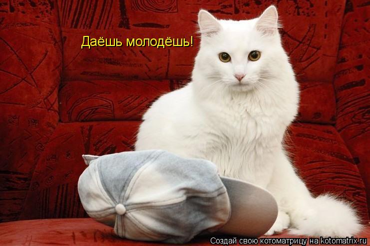 Даёшь молодёшь!... Котоматрица: Даёшь молодёшь!