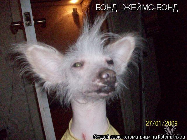 БОНД ЖЕЙМС-БОНД... Котоматрица: БОНД ЖЕЙМС-БОНД