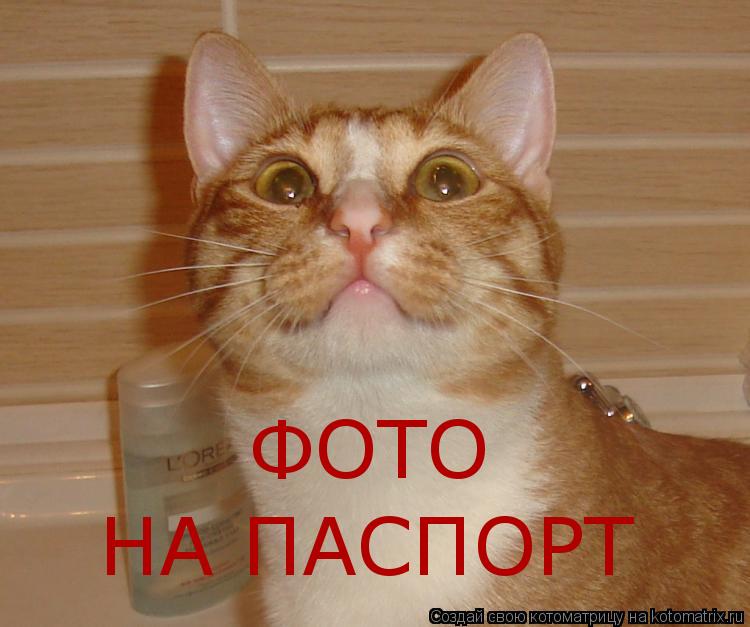 ФОТО НА ПАСПОРТ... Котоматрица: ФОТО НА ПАСПОРТ