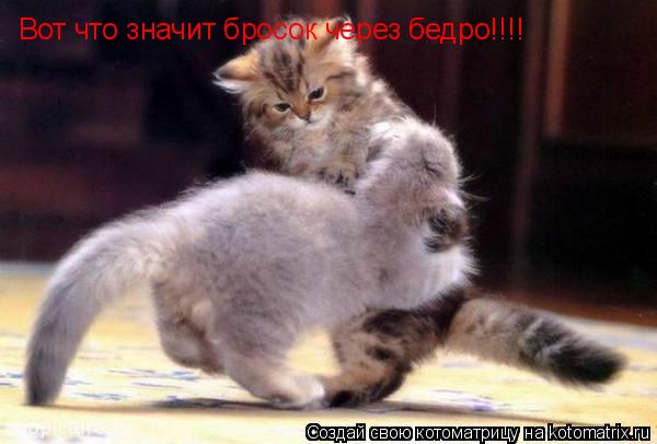 Вот что значит бросок через бедро!!!!... Котоматрица: Вот что значит бросок через бедро!!!!