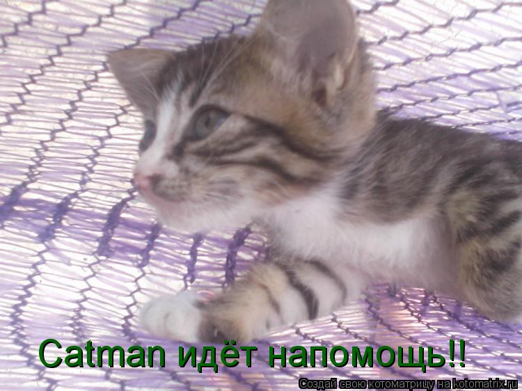 Catman идёт напомощь!!... Котоматрица: Catman идёт напомощь!!
