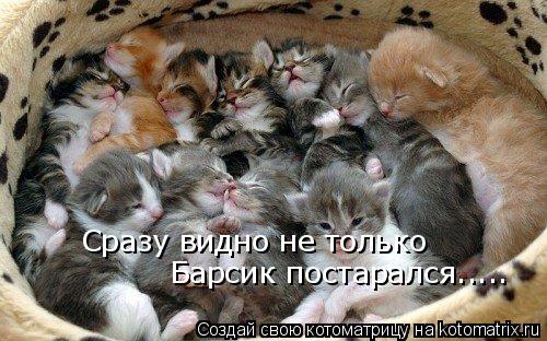 Сразу видно не только Барсик постарался........ Котоматрица: Сразу видно не только Барсик постарался.....