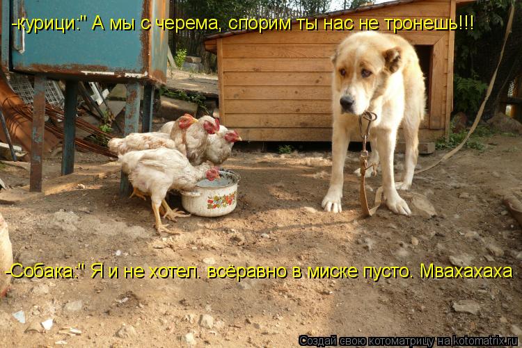 -курици:" А мы с черема, спорим ты нас не тронешь!!! -Собака:" Я и не хотел. всёравно в миске пусто. ... Котоматрица: -курици:" А мы с черема, спорим ты нас не тронешь!!! -Собака:" Я и не хотел. всёравно в миске пусто. Мвахахаха