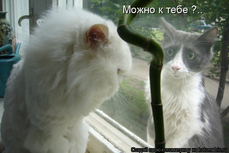 Можно к тебе ?..... Котоматрица: Можно к тебе ?..