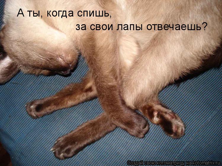 А ты, когда спишь, за свои лапы отвечаешь?... Котоматрица: А ты, когда спишь, за свои лапы отвечаешь?