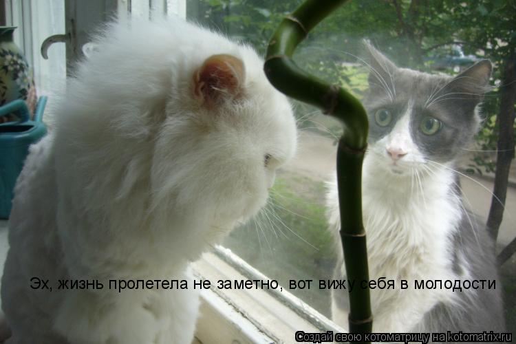 Эх, жизнь пролетела не заметно, вот вижу себя в молодости... Котоматрица: Эх, жизнь пролетела не заметно, вот вижу себя в молодости