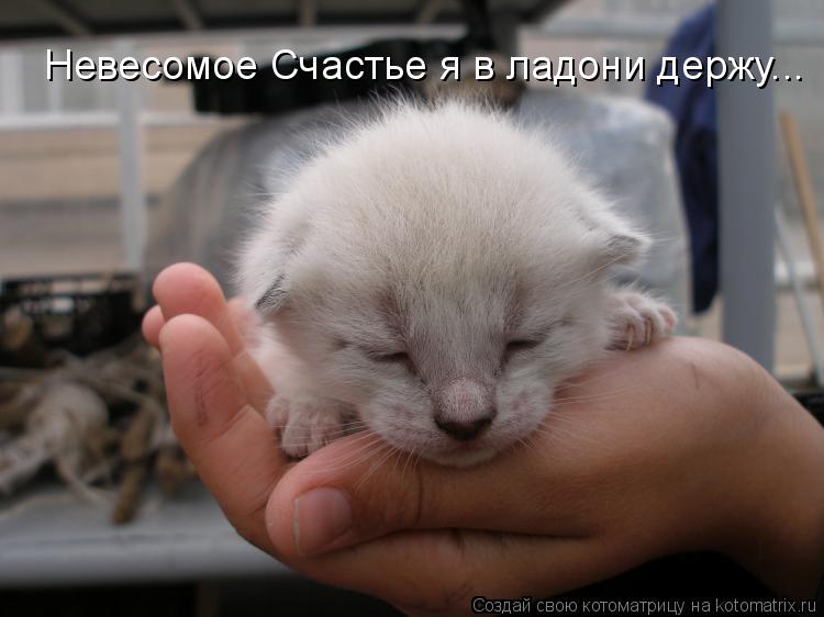 Невесомое Счастье я в ладони держу...... Котоматрица: Невесомое Счастье я в ладони держу...