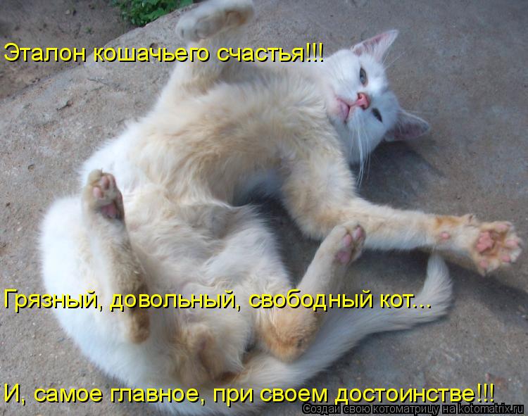 Эталон кошачьего счастья!!! Грязный, довольный, свободный кот... И, самое главное, при своем достоин... Котоматрица: Эталон кошачьего счастья!!! Грязный, довольный, свободный кот... И, самое главное, при своем достоинстве!!!