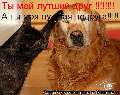Ты мой лутший друг !!!!!!!! А ты моя лутшая подруга!!!!!... Котоматрица: Ты мой лутший друг !!!!!!!! А ты моя лутшая подруга!!!!!