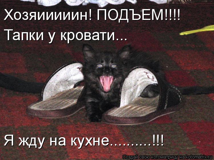 Хозяииииин! ПОДЪЕМ!!!! Тапки у кровати... Я жду на кухне..........!!!... Котоматрица: Хозяииииин! ПОДЪЕМ!!!! Тапки у кровати... Я жду на кухне..........!!!