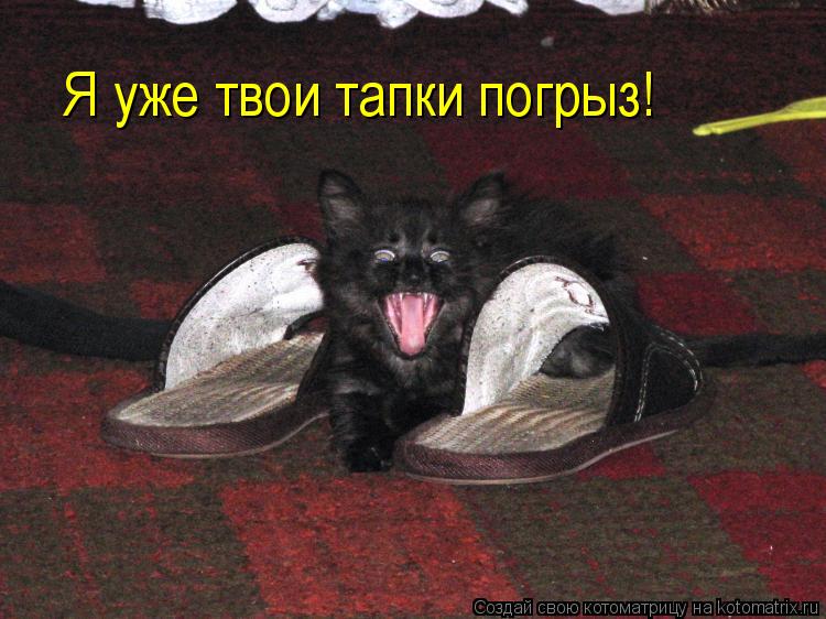 Я уже твои тапки погрыз!... Котоматрица: Я уже твои тапки погрыз!