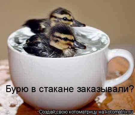 Бурю в стакане заказывали?... Котоматрица: Бурю в стакане заказывали?