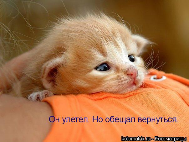 Он улетел. Но обещал вернуться.... Котоматрица: Он улетел. Но обещал вернуться.